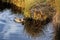 Duck floating by the reed shore of peatery lake