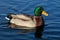 Duck floating in reflective water