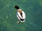 Duck floats in the clear water of the Rhine River, Neuhausen am Rheinfall