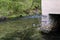 Duck floats in lake in small natural pond