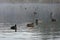 Duck flock on fogy lake