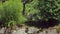 Duck flock is resting in shadows of green shrub in garden in sunny summer day