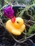 Duck flower nature