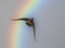 Duck flying over rainbow