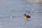 Duck on frozen lake