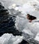 A duck on a frozen lake