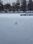 Duck on a frozen lake