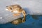 Duck on a frozen pond