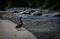 A duck gazing the river