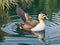 A Duck Gliding Through Tranquil Lake Waters