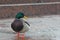 Duck on the granite embankment in winter