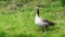 Duck in grass Anser anser. Greylag goose
