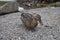 Duck on gravel shore