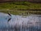 Duck and , Great Blue Heron at the Cosumnes River Preserve