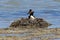 Duck Great crested grebe  Podiceps cristatus on the nest. Tibet, lake Manasarovar in June