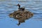 Duck Great crested grebe  Podiceps cristatus on the nest. Tibet, lake Manasarovar in June