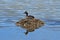 Duck Great crested grebe  Podiceps cristatus on the nest. Tibet, lake Manasarovar in June