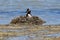 Duck Great crested grebe  Podiceps cristatus on the nest. Tibet, lake Manasarovar in June