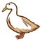 Duck hand drawn icon. Waterbird. Domestic bird. Barnyard fowl. Poultry farm.