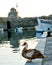 Duck on harbor wall