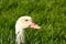 Duck head poking out of grass