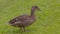 Duck at Hercules Garden, Blair Castle, Scotland