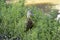 The duck is hiding in the grass. The gray duck walks in the open air. Domestic bird