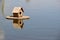 Duck house on the lake. photo