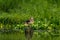 Duck on the hummocks.