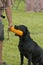 Duck Hunting Dog