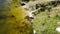 duck, ibis, and turtle fight for food in a pond