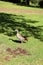 A duck in Kirstenbosch National Botanical Garden