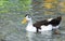 Duck on the lake Kurnas, the island of Crete, Greece