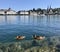 Duck in the Lake Luzern , Luzern, switzerland