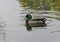 Duck and lake photo. Beautiful picture, background, wallpaper