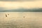 Duck lands on lake wÃ¶rthersee in the sunrise