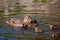 Duck and little ducklings on the lake in the springtime. Water waves. Shallow depth of field.