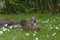 Duck looking at Camera in Regent\'s Park