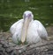 Duck looking at Camera in Regent\'s Park