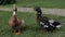 Duck looks to the camera. Drake is cleaning his feather. Duck and drake on a green grass next to a cobblestone pathway