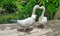 Duck lover couple meeting on the wood pier of river bank