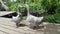 Duck lover couple meeting on the wood pier of river bank