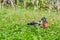 Duck lying in the grass