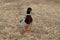 A duck that makes a photo shoot