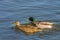 Duck, male and female floating in the river