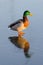 Duck male with ice reflection