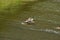 Duck male taking off on a weir