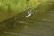 Duck male taking off on a weir