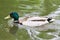 Duck male teaches little ducklings to swim