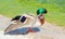 Duck mallard (anas platyrhynchos) wing open